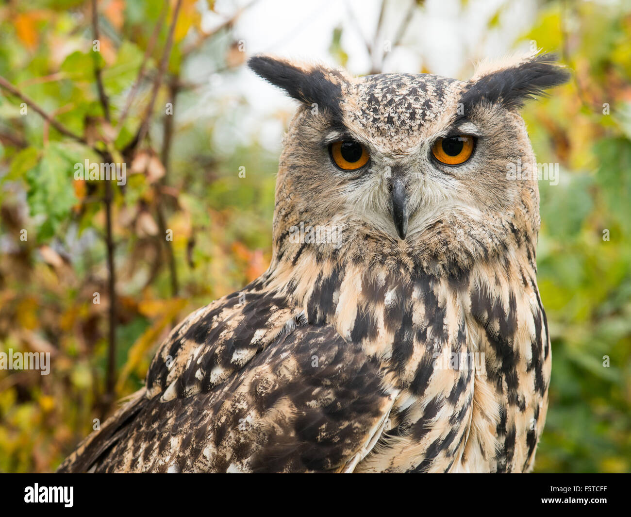 Eagle owl portrait in the trees Stock Photo