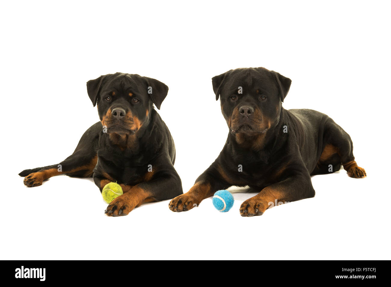 Lying rottweilerd dogs with ball Stock Photo