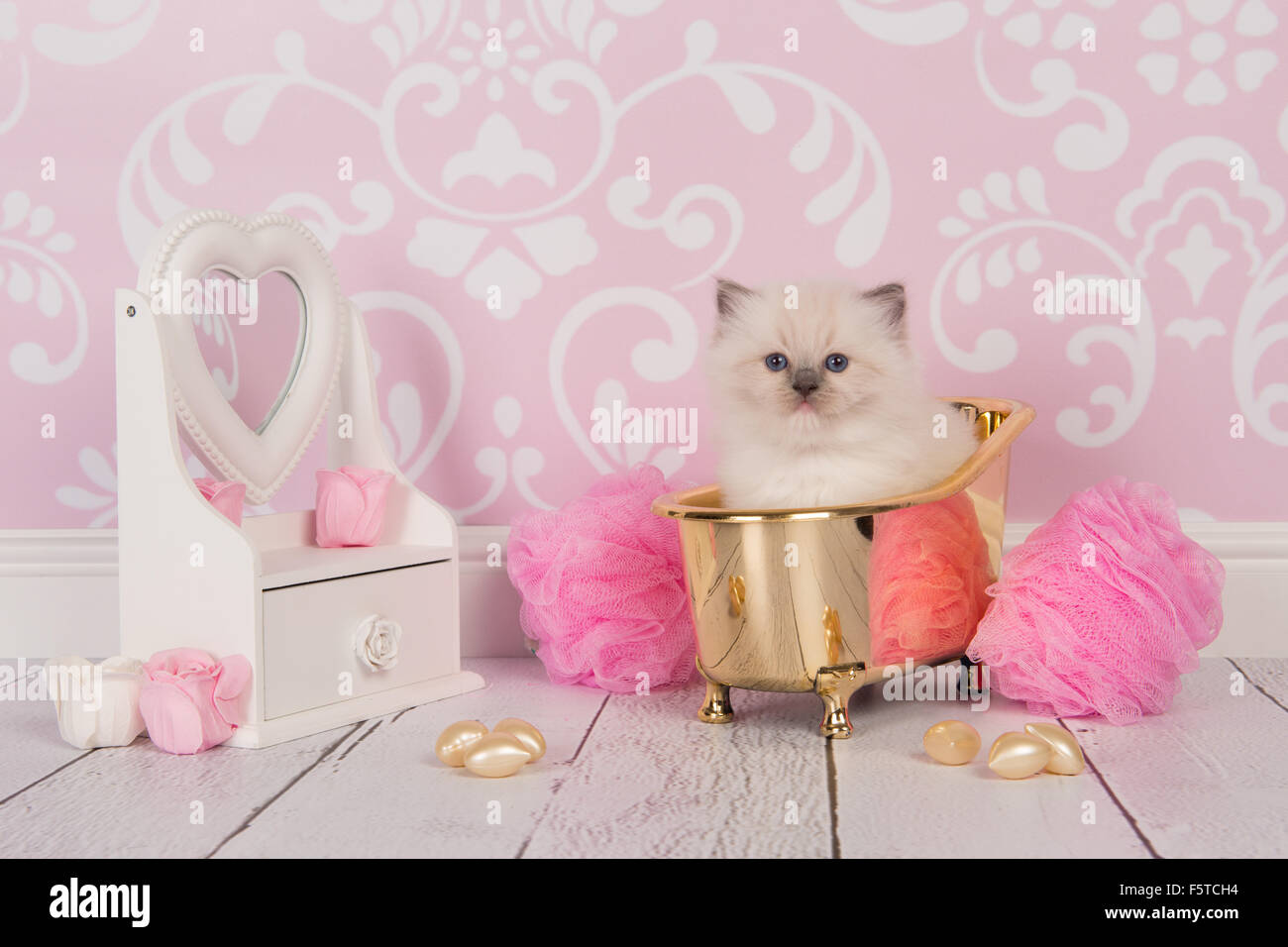 Cute ragdoll baby cat in a golden bath Stock Photo