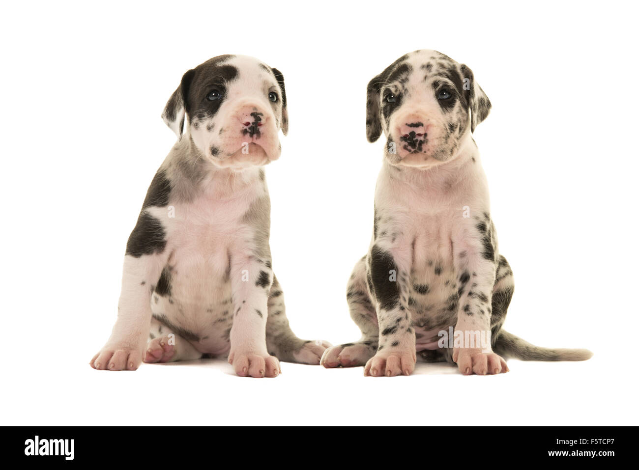 Two cute great dane puppies isolated on a white background Stock Photo