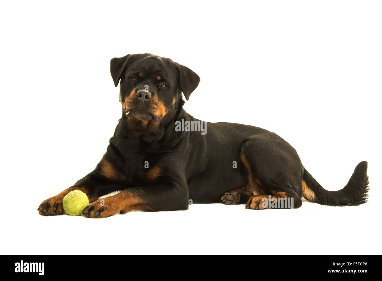 Lying down rottweiler dog with ball isolated on a white background Stock Photo