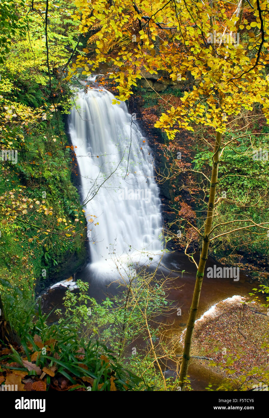 Falling Foss waterfall in autumn Sneaton Forest North York Moors national park North Yorkshire UK Stock Photo