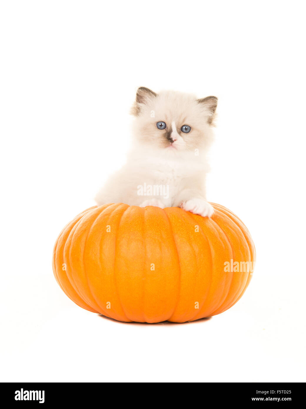 Ragdoll cat in a orange pumpkin Stock Photo