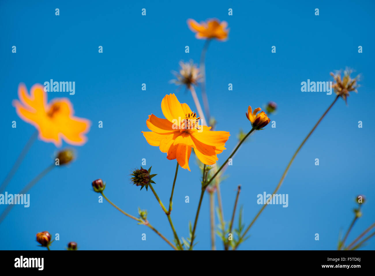 Beautiful yellow flowers in the garden Cosmos bipinnatus or Mexican aster Stock Photo