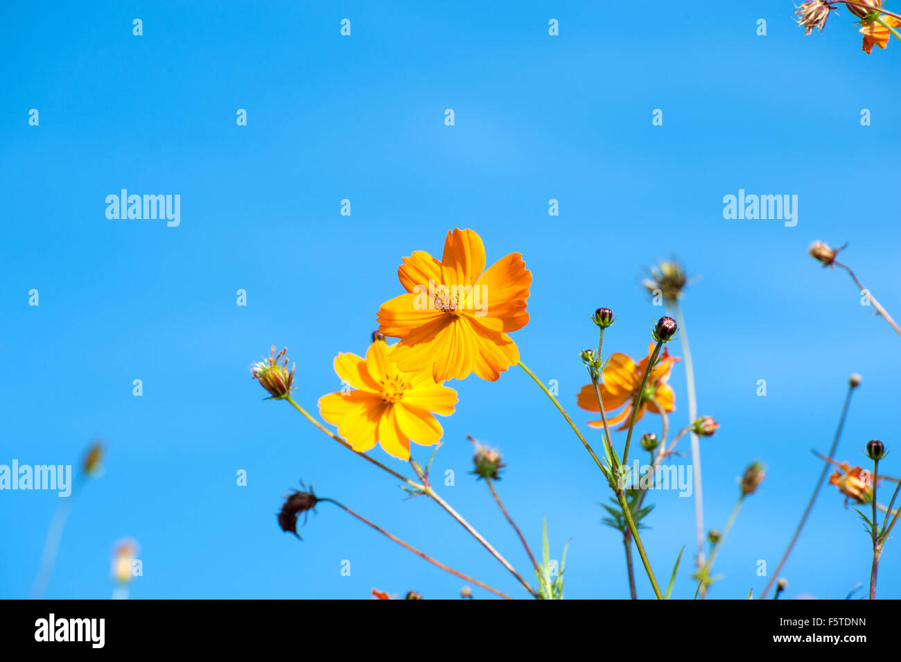 Beautiful yellow flowers in the garden Cosmos bipinnatus or Mexican aster Stock Photo