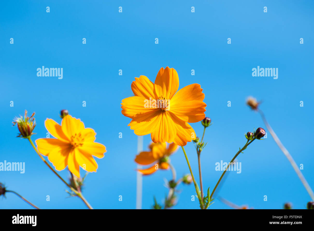 Beautiful yellow flowers in the garden Cosmos bipinnatus or Mexican aster Stock Photo