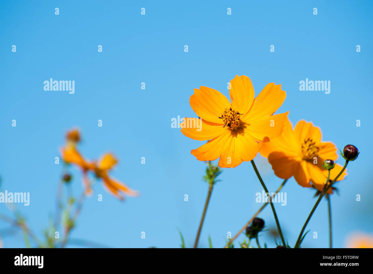Beautiful yellow flowers in the garden Cosmos bipinnatus or Mexican aster Stock Photo