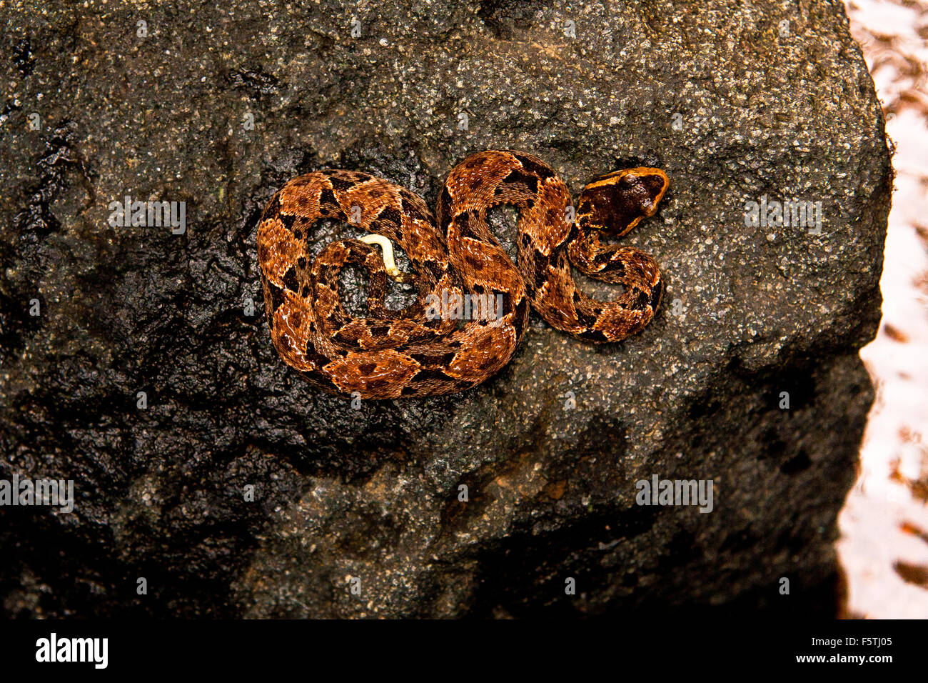 Panama Snakes High Resolution Stock Photography and Images Alamy