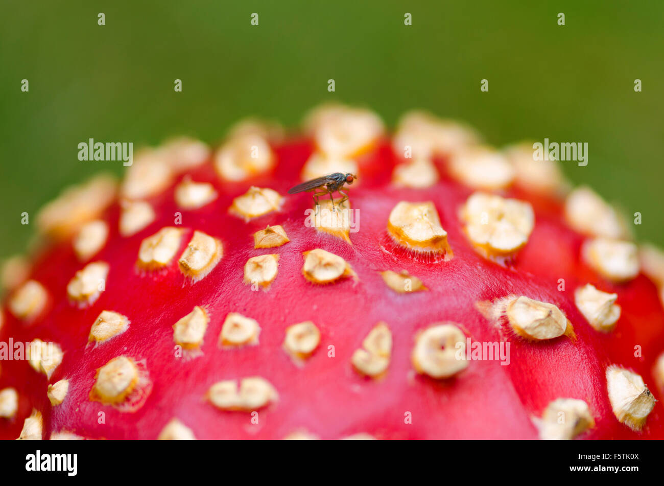 Fly agaric cap. Close up. Selective focus Stock Photo