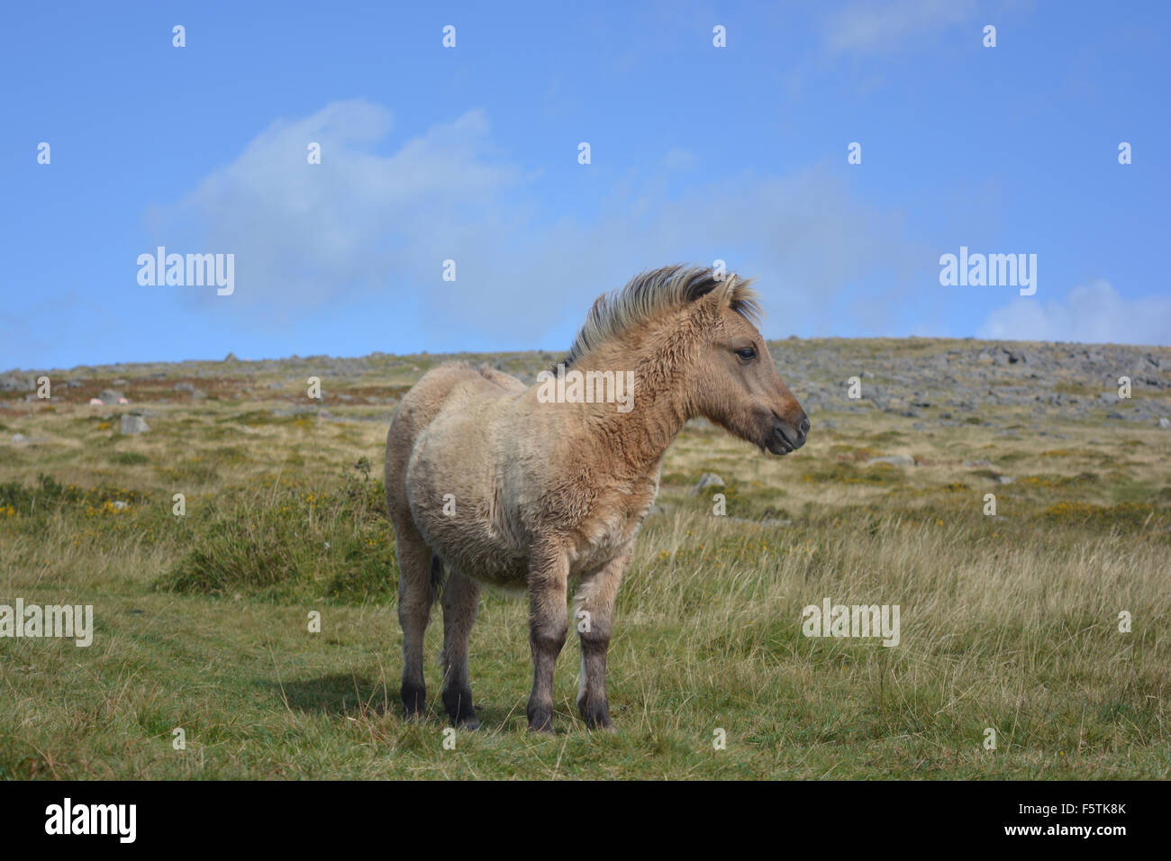 Dartmoor pony, Dartmoor National Park, Devon, England Stock Photo Alamy