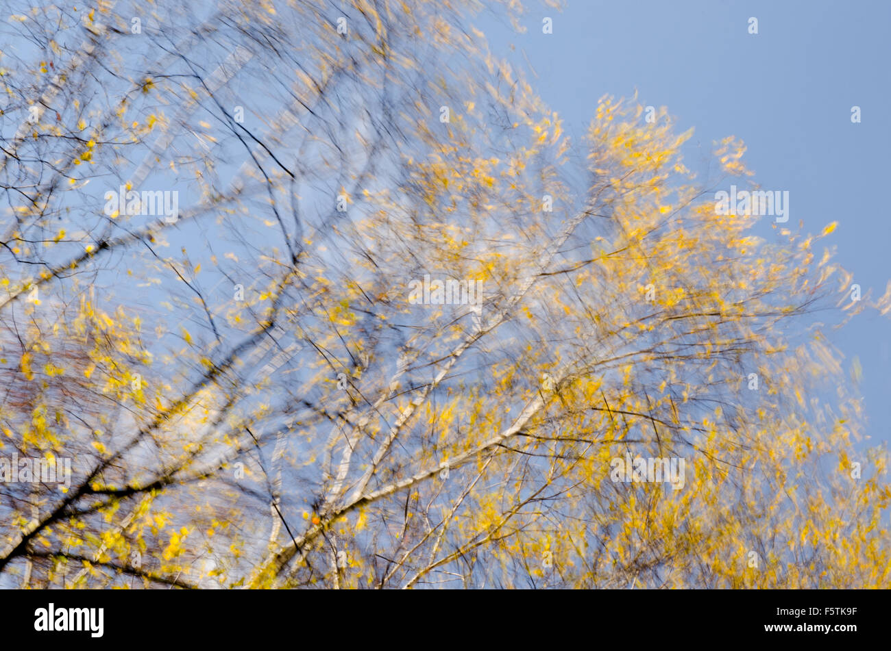 tree branches on windy weather Stock Photo