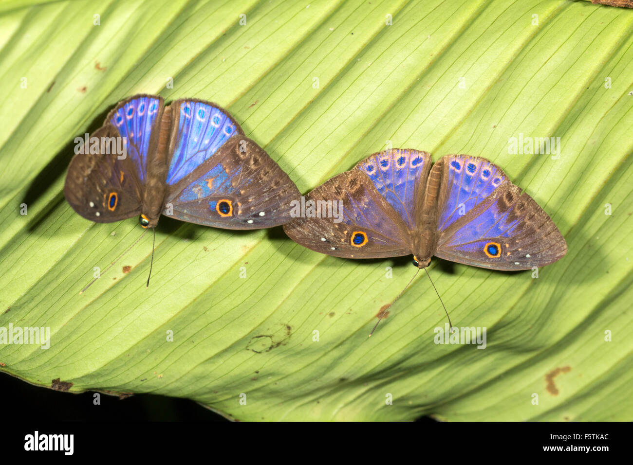 Pair of butterflies Eurybia caerulescens (Family Riodinidae) roosting on the underside of a leaf at night Stock Photo