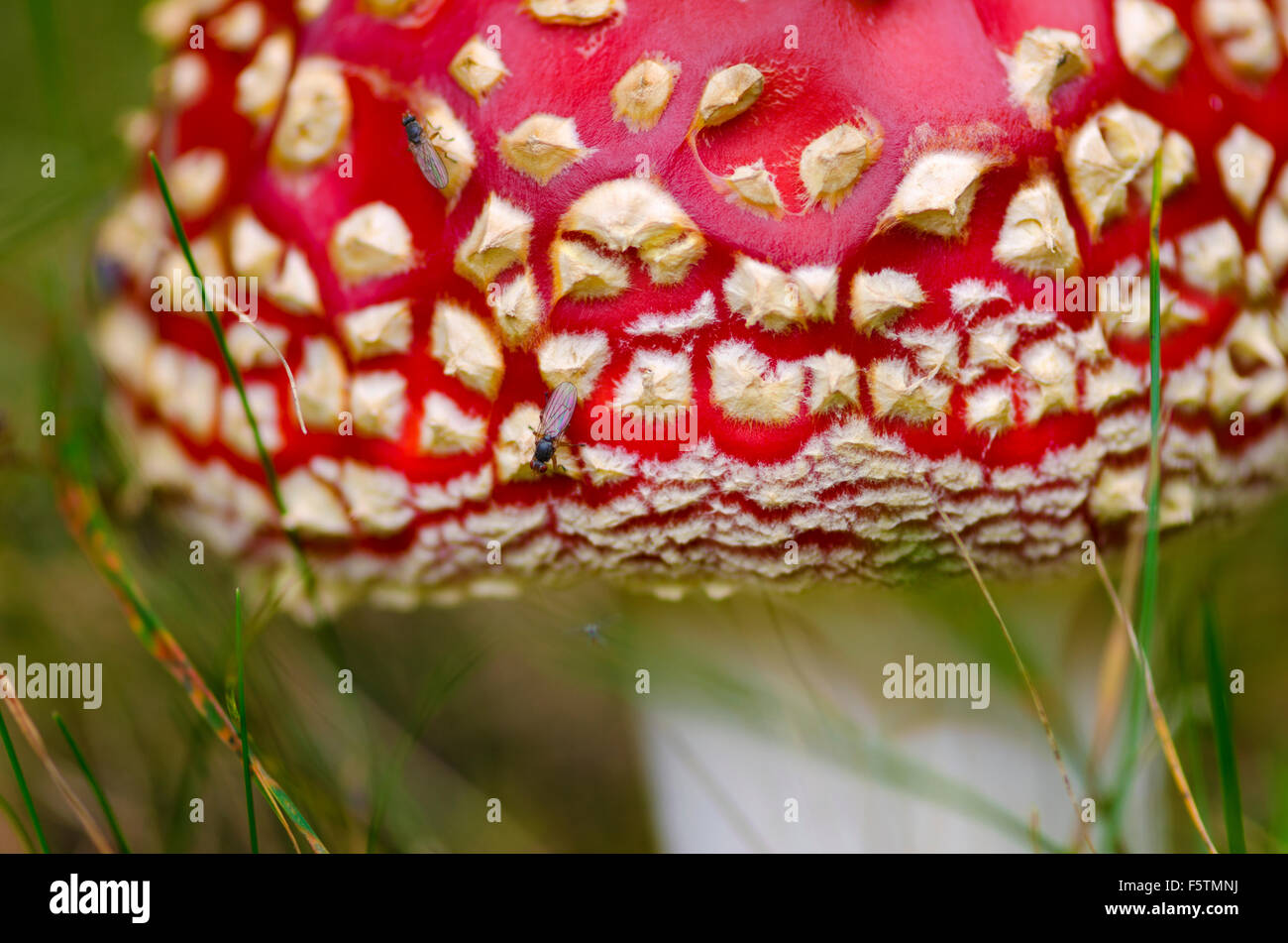 Red fly agaric in the grass. Selective focus Stock Photo
