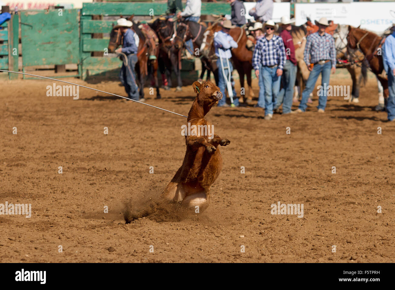 Young women compete in barrel racing at the Lincoln, California Rodeo