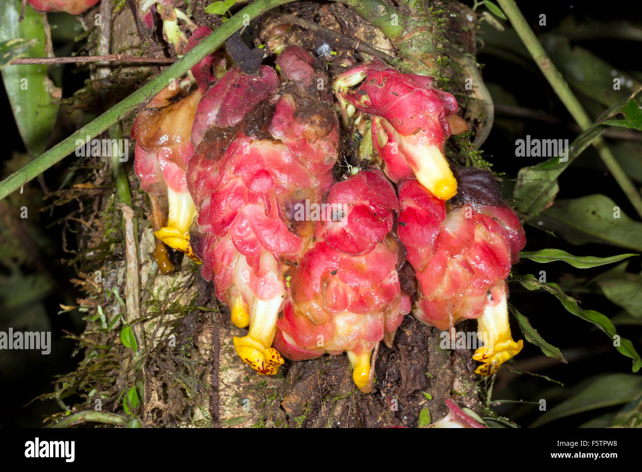 Amazon jungle flower hires stock photography and images Alamy