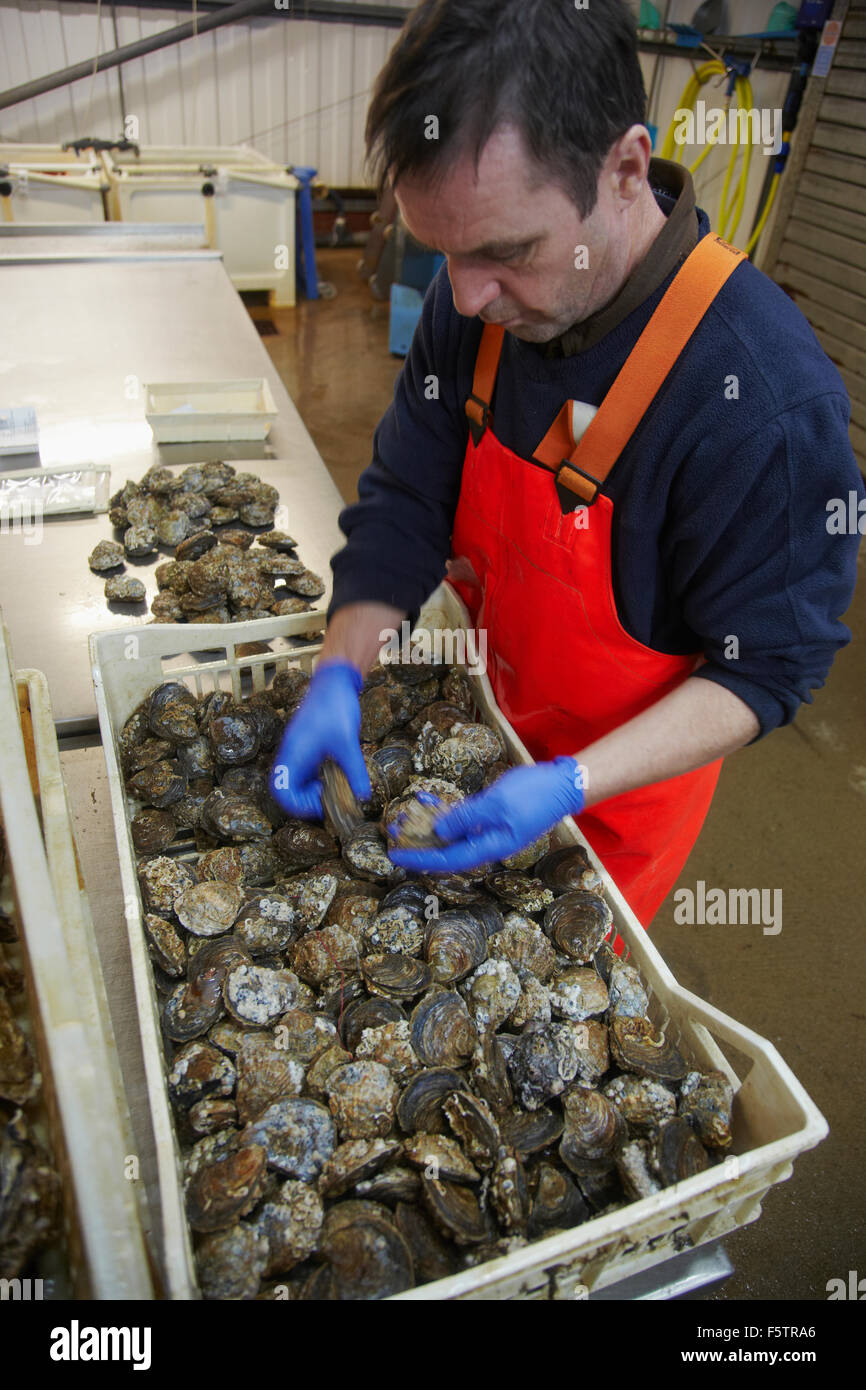 Loch fyne oyster farm hires stock photography and images Alamy