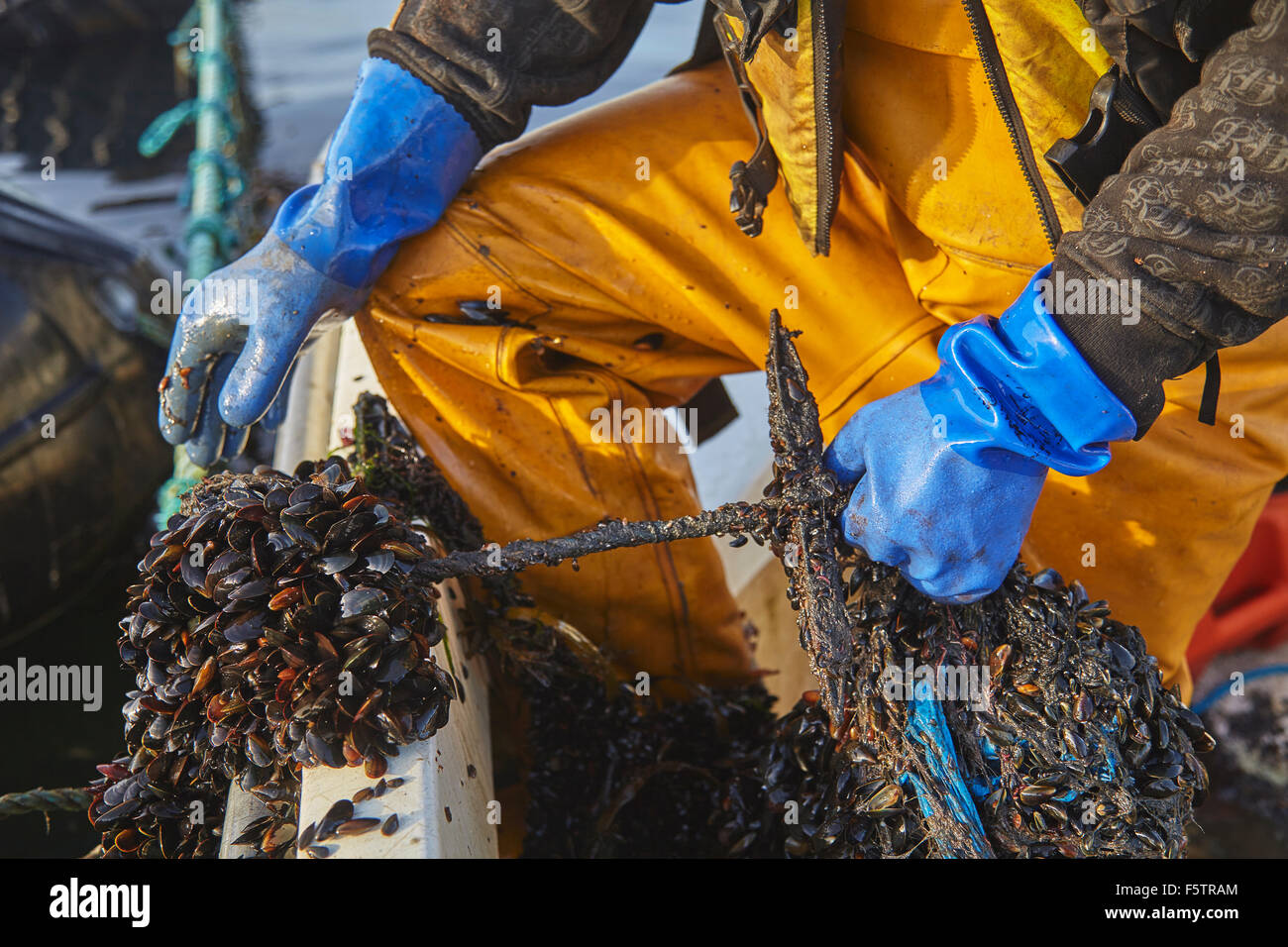 Mollusc farm hi-res stock photography and images - Alamy
