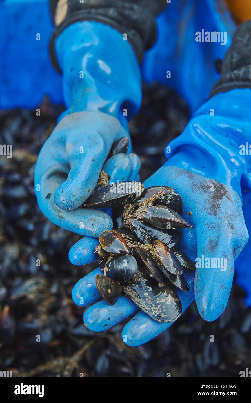 Sifting through mature harvested mussels at Loch Fyne oyster farm