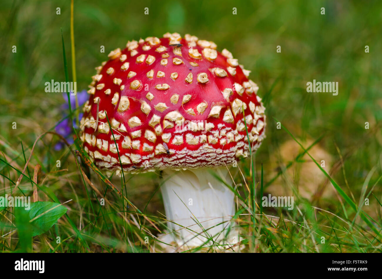 Red fly agaric in the grass in the wood. Selective focus Stock Photo