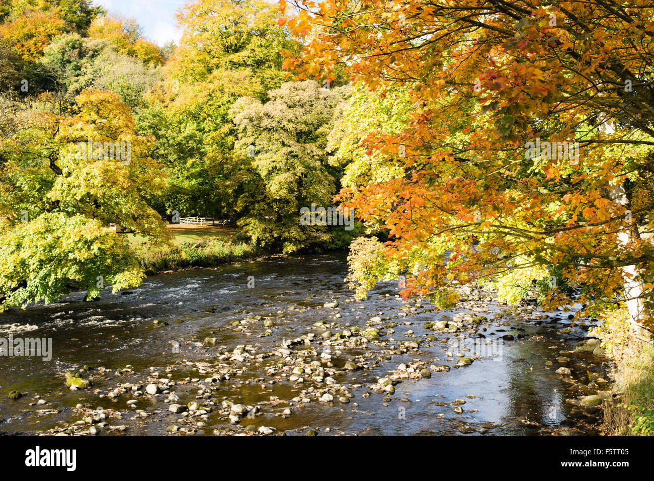 Autumnal colours in 'Strid Wood' (1), Bolton Abbey, Yorkshire Dales National Park, England, UK Stock Photo
