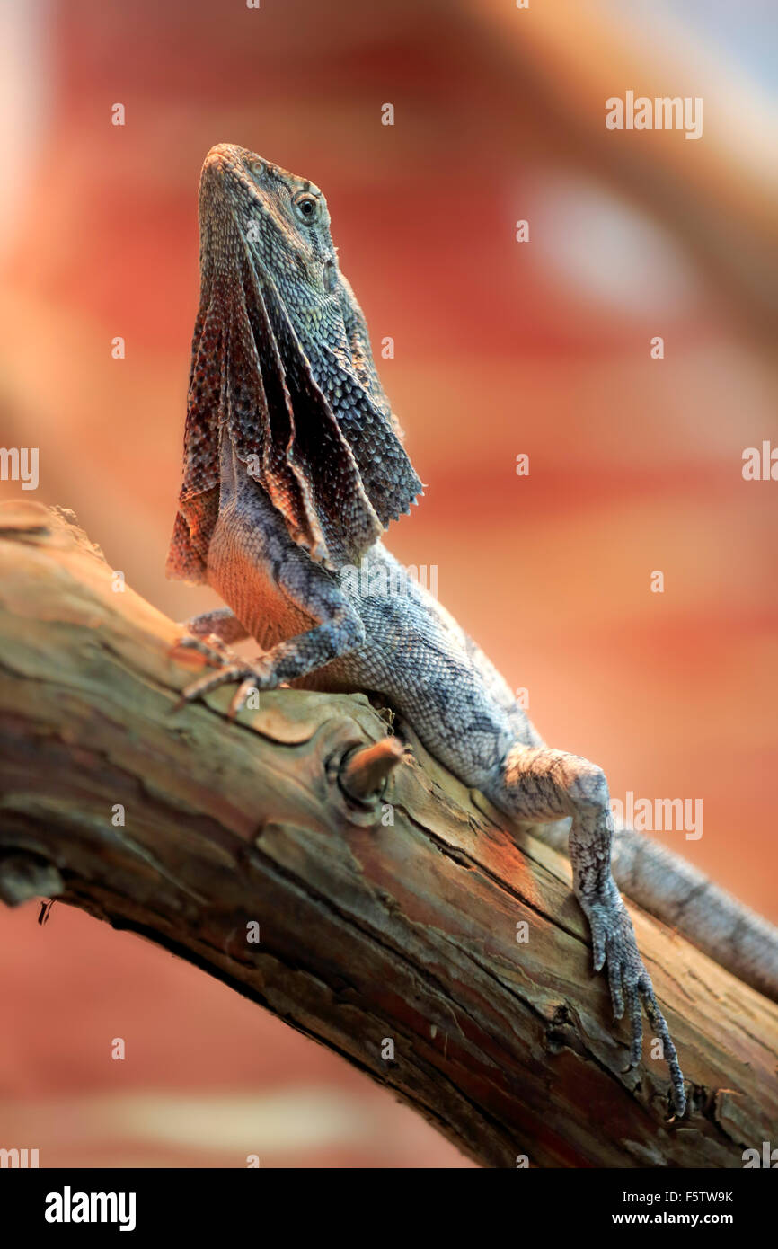 Frilled-neck lizard, also frilled lizard or frilled dragon (Chlamydosaurus kingii), adult on tree, native to Australia, captive Stock Photo