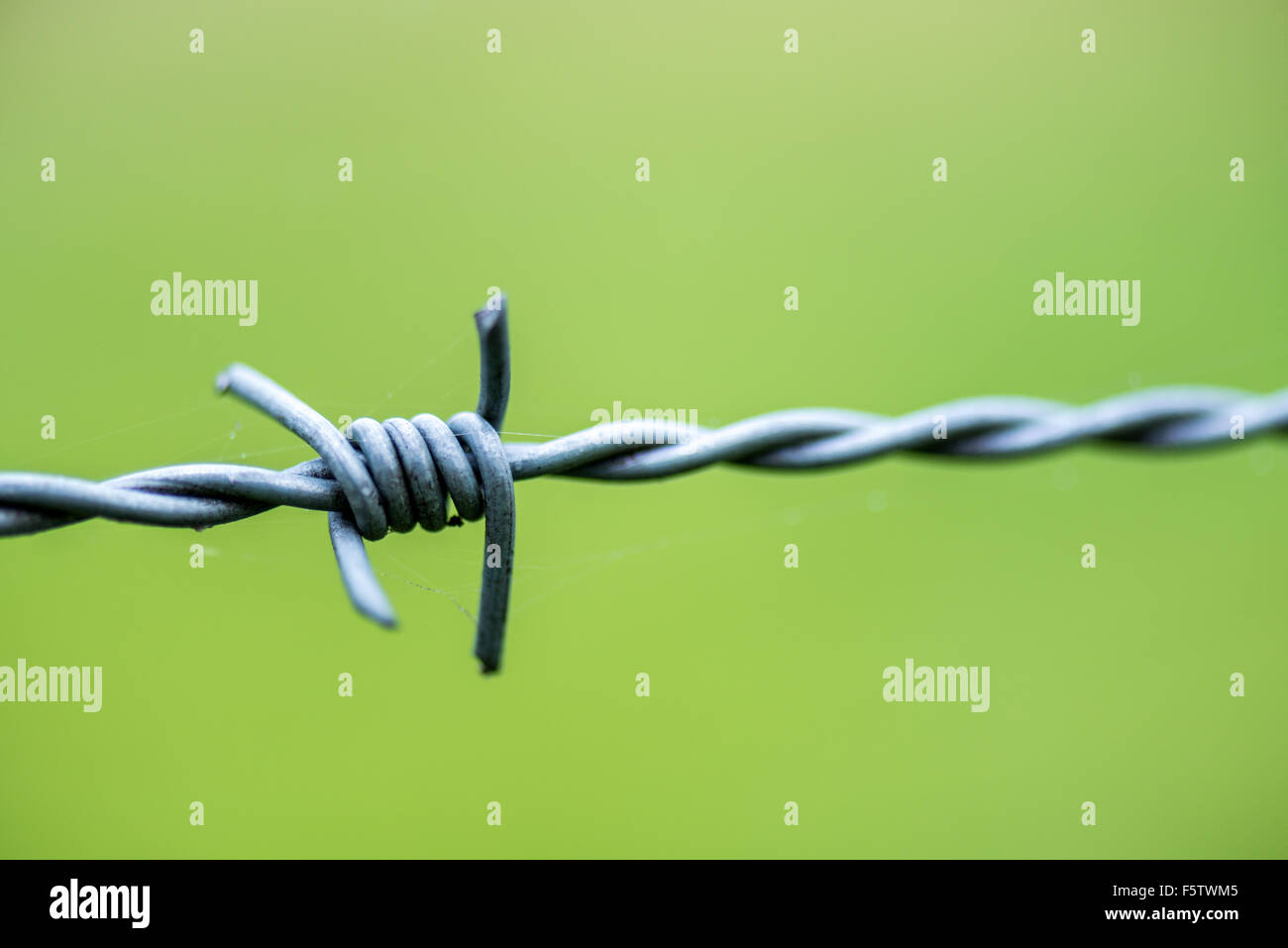 Barbed wire close up Stock Photo Alamy