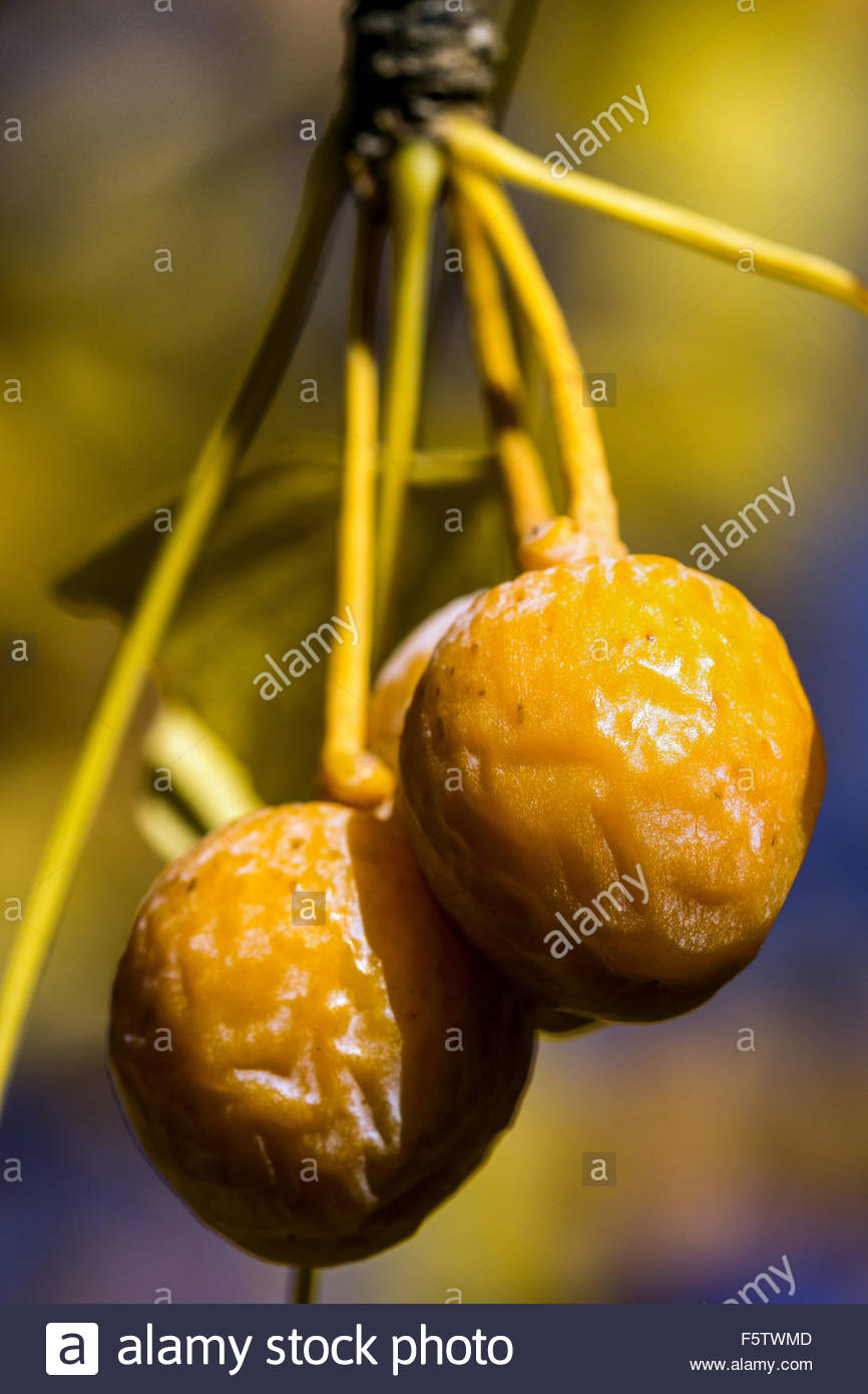 Ginkgo Biloba Seeds High Resolution Stock Photography and Images Alamy