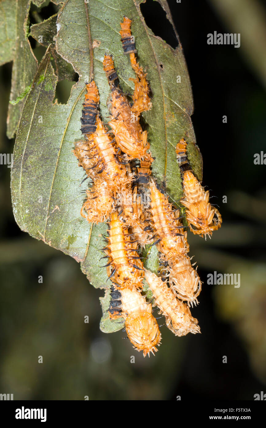 Group of beetle larvae changing their skins (ecdysis) on a leaf in the rainforest understory at night, Ecuador Stock Photo