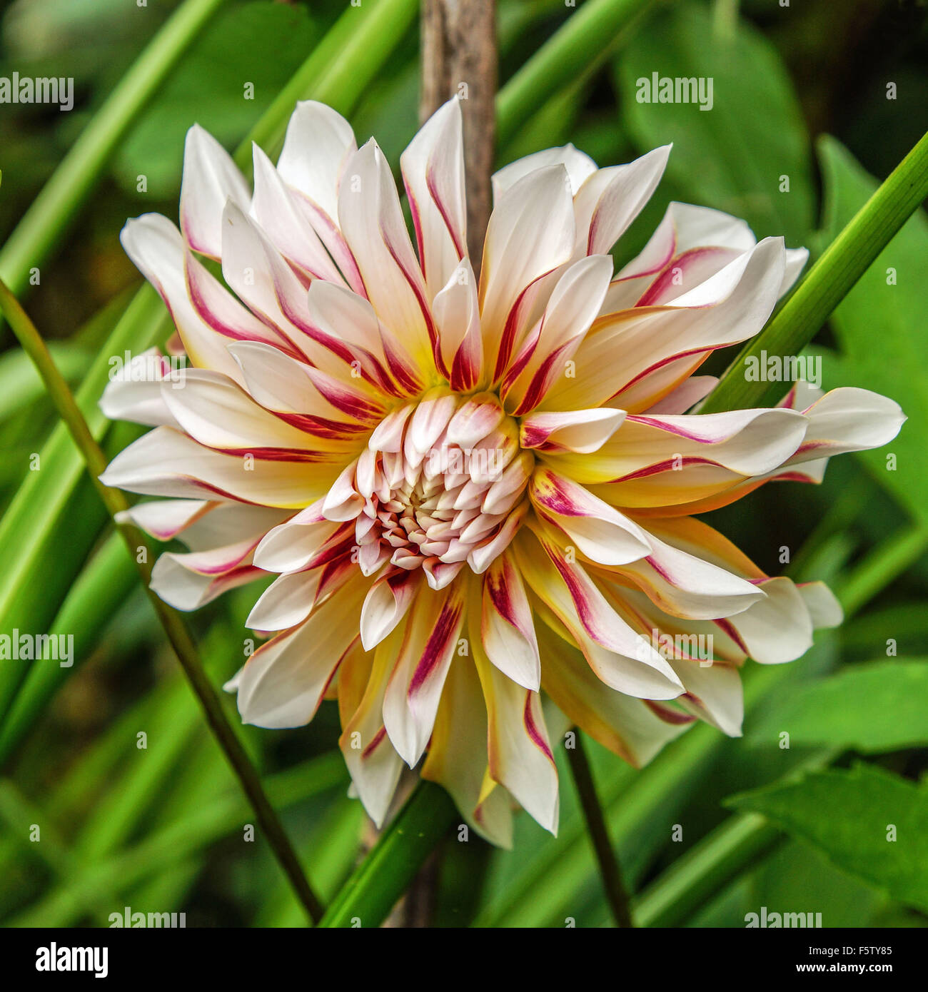 natural white dahlia with streaks of red Stock Photo