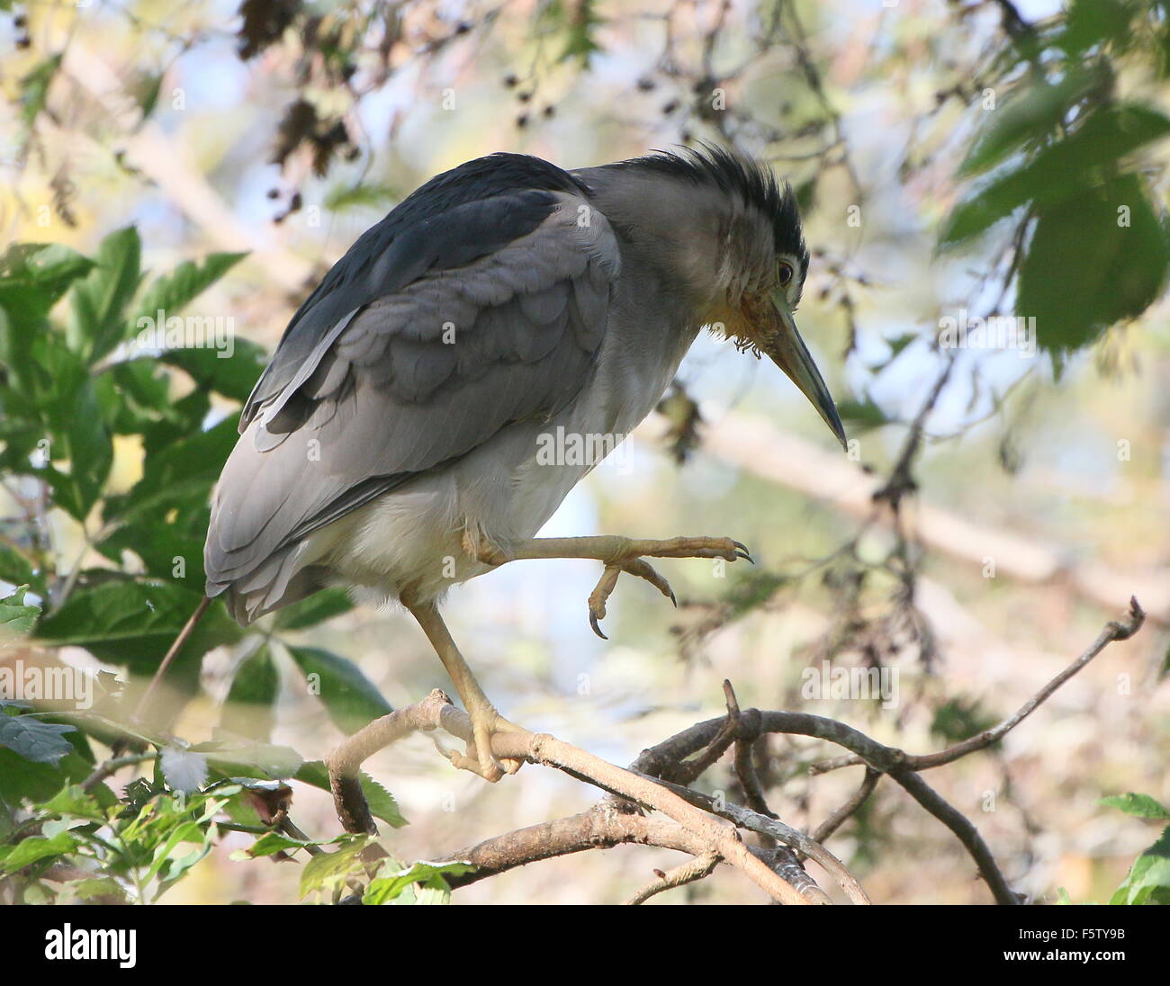 Black crowned night heron (Nycticorax nycticorax) perching high up in a tree Stock Photo
