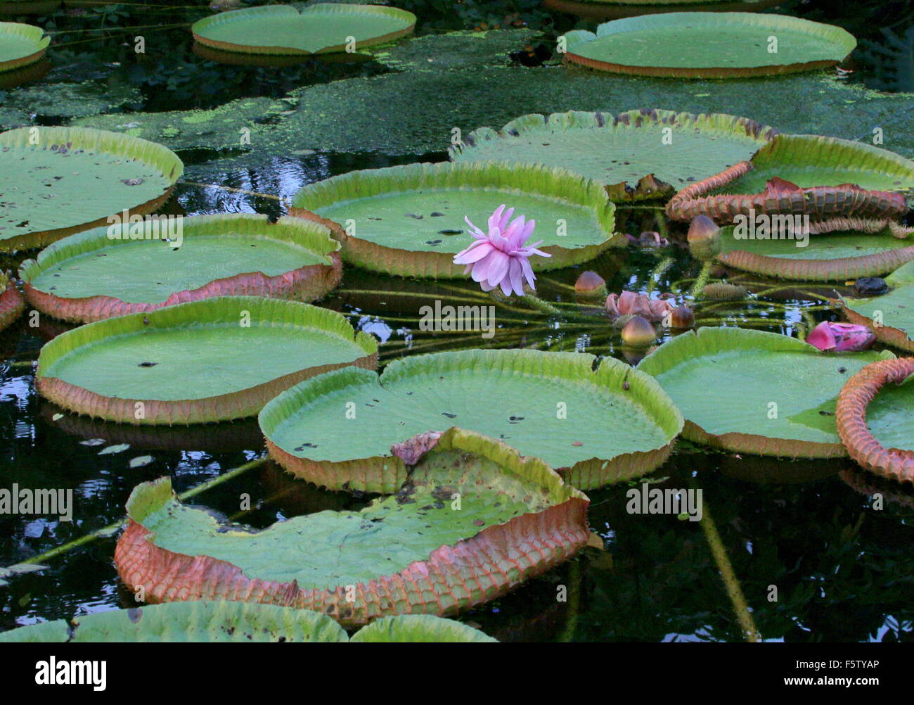 Amazonas riesenseerose hi-res stock photography and images - Alamy