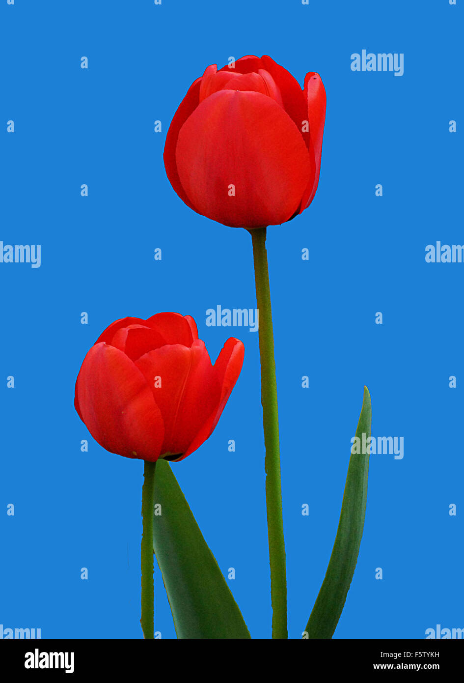 red poppy on a blue background Stock Photo - Alamy