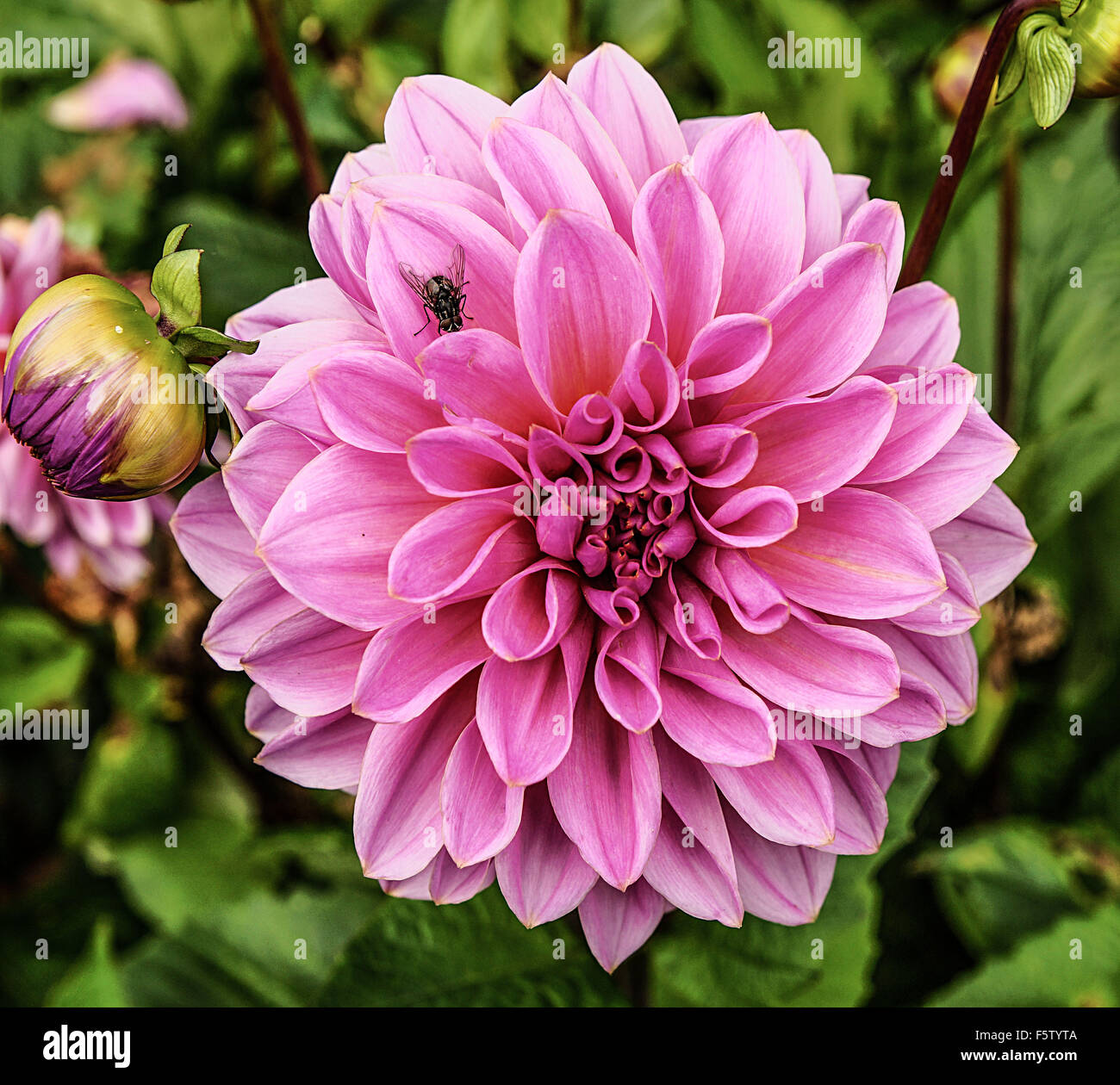 pink dahlia in natural setting Stock Photo