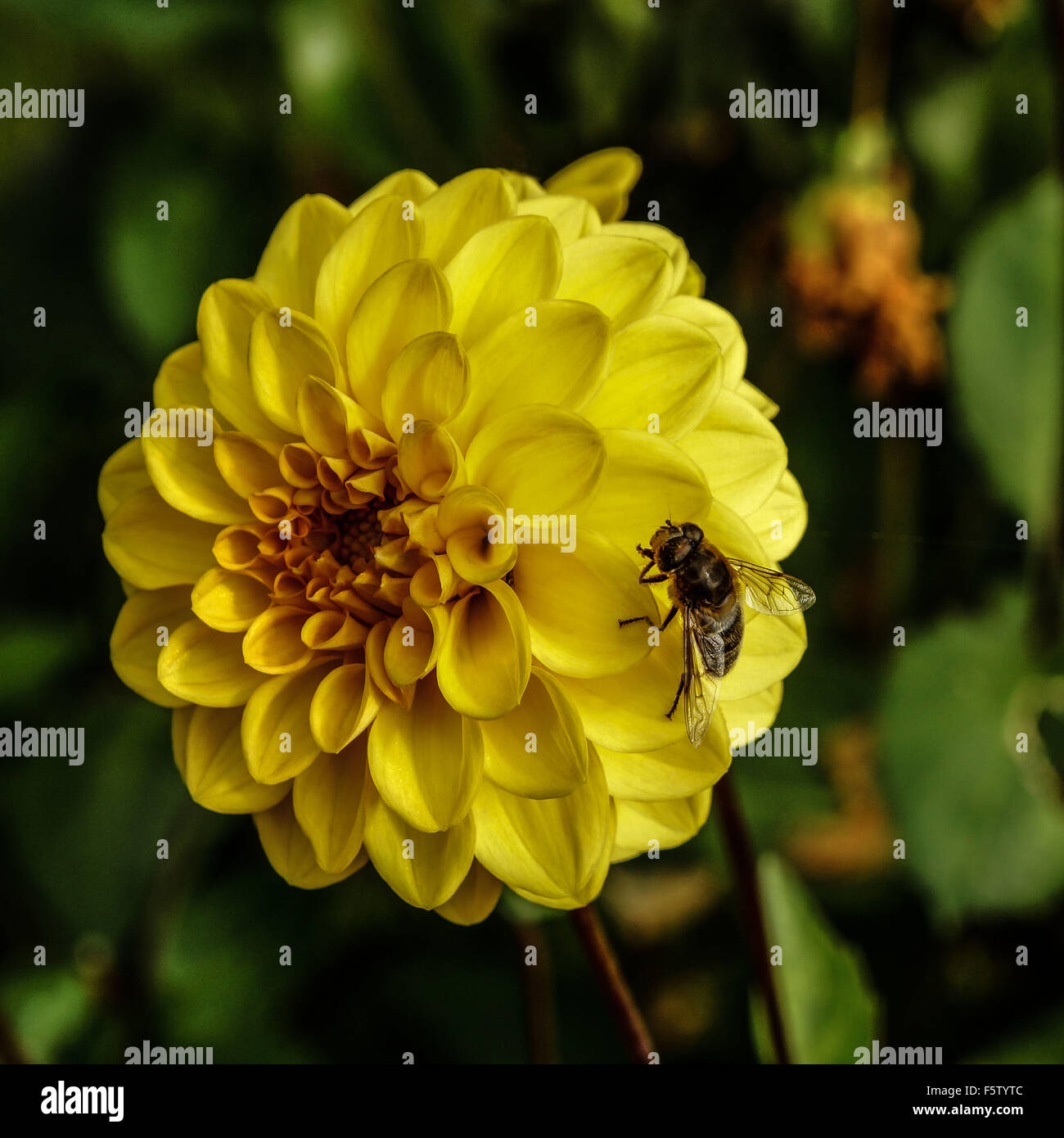 fly on yellow dahlia in natural setting Stock Photo