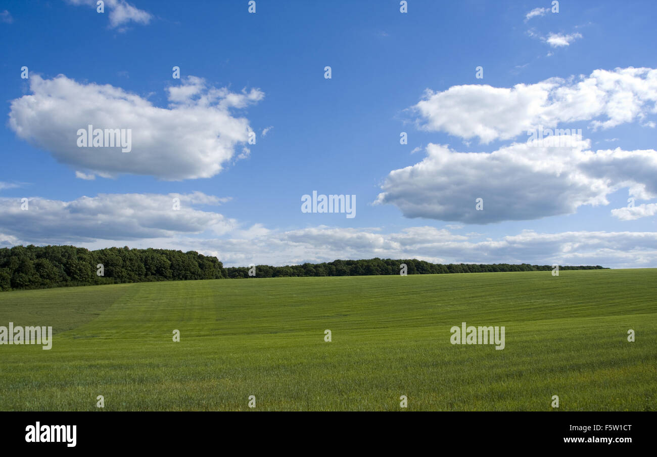 Nature. Green grass and blue sky Stock Photo - Alamy