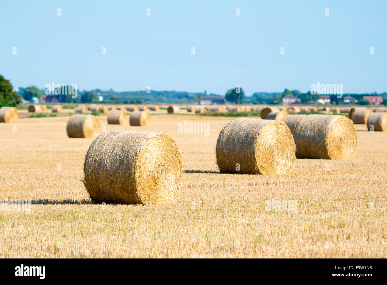 A stubble field with round straw bales Stock Photo - Alamy