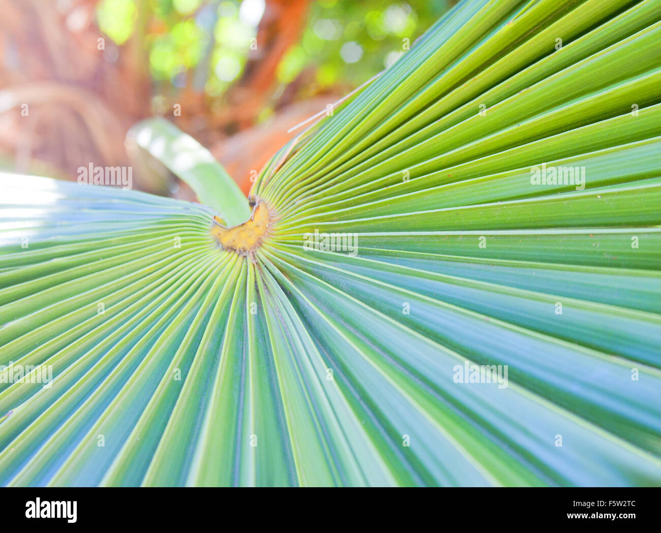 Close-up of green palm leaf Stock Photo - Alamy