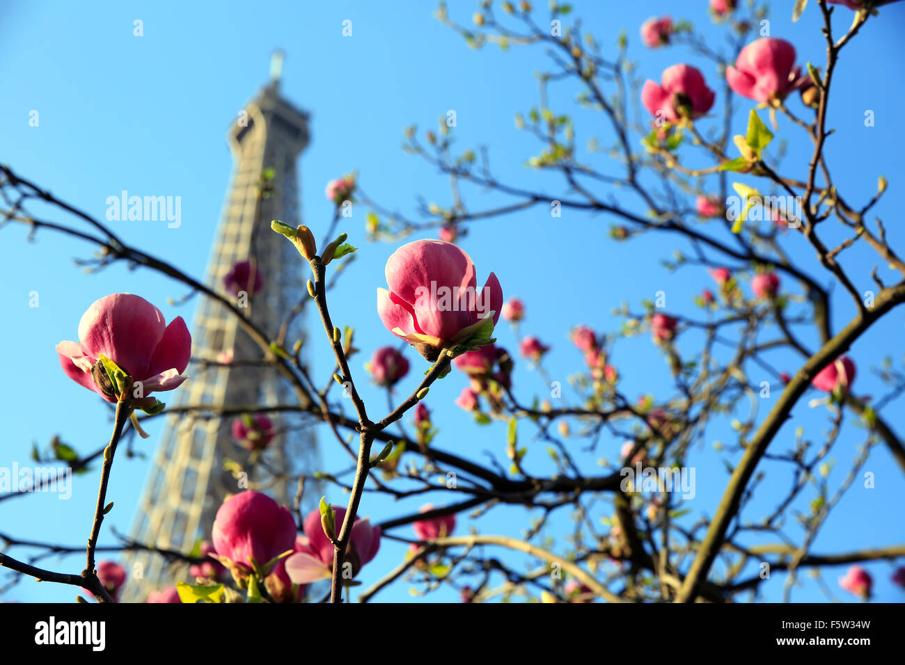 Eiffel Tower in spring time, Paris, France Stock Photo