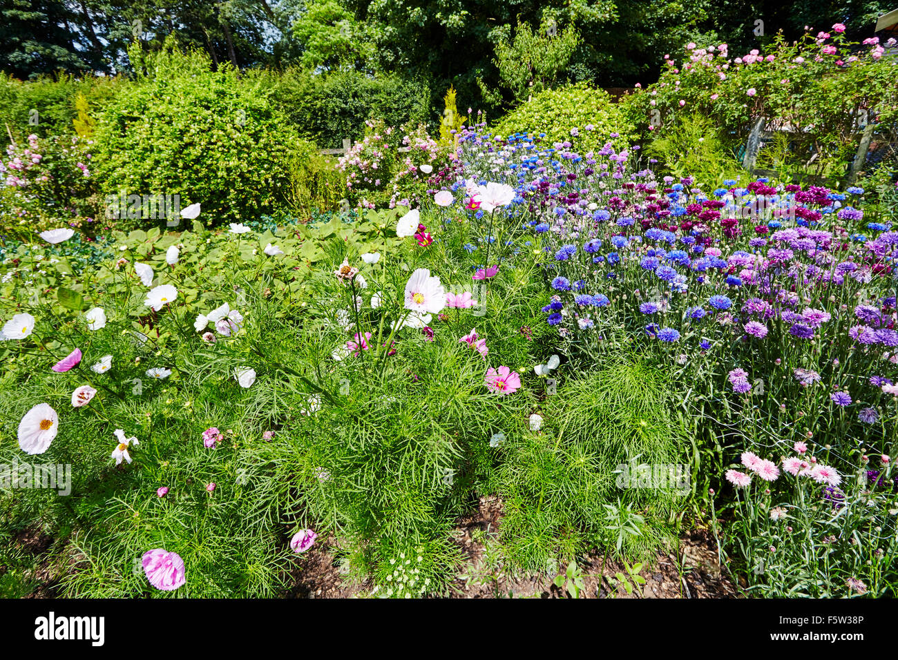 Summer flowers in the gardens of Easton Walled Gardens, Easton, Grantham, Lincolnshire, England, UK. Stock Photo