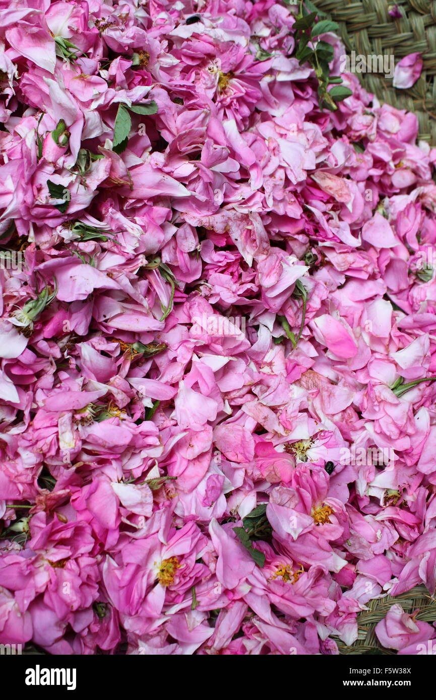 Rose petals for sale in a market stall Stock Photo Alamy