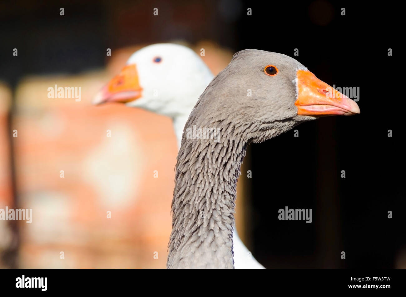 Gray and white goose in a countryside farm Stock Photo Alamy