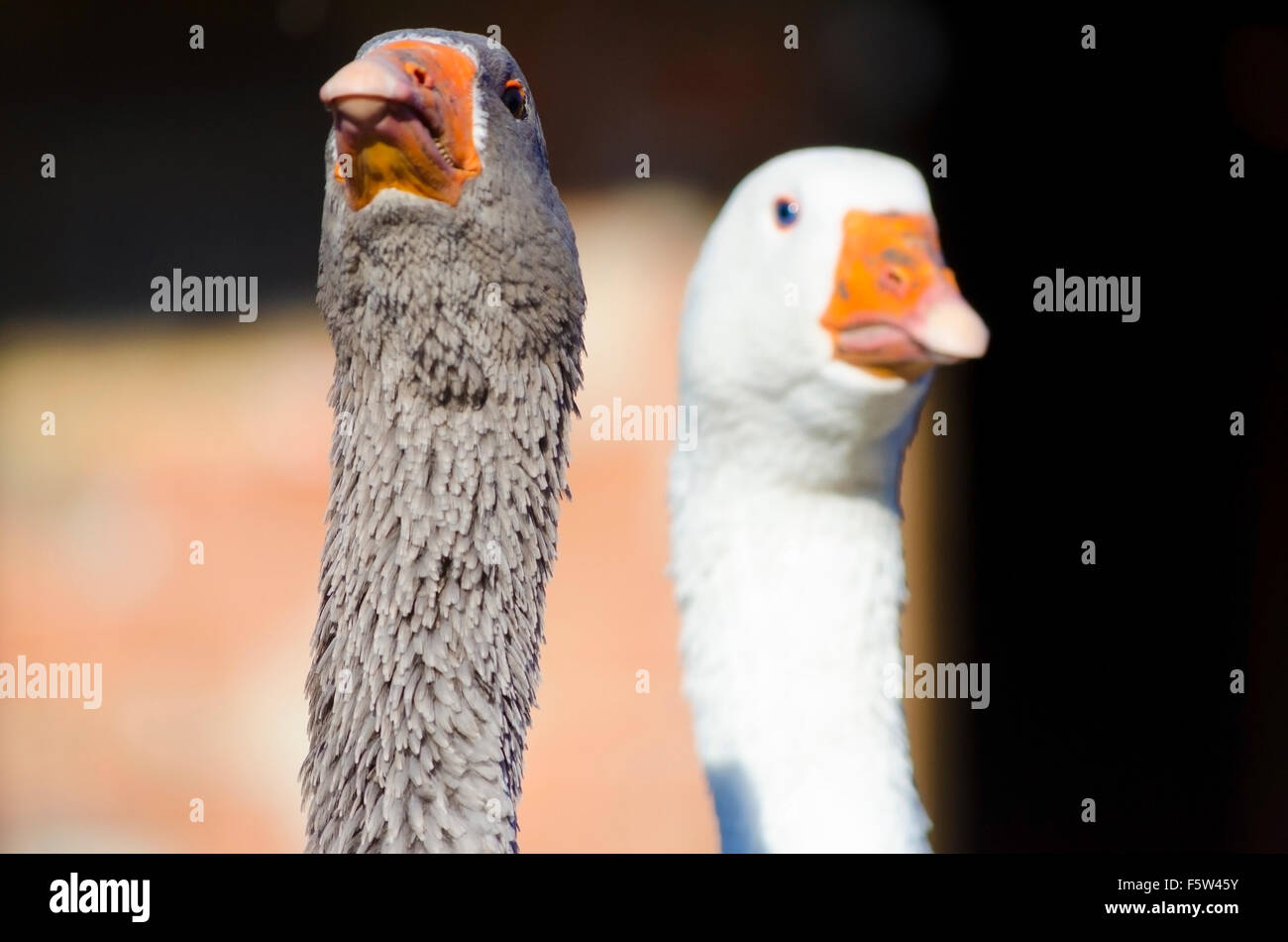 White and gray goose in a village farm. Selective focus Stock Photo - Alamy