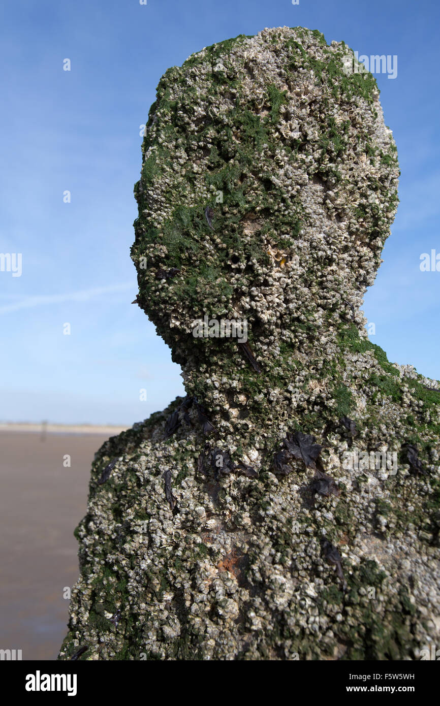 Crosby Beach, England. Picturesque view of the Antony Gormley, Iron Men