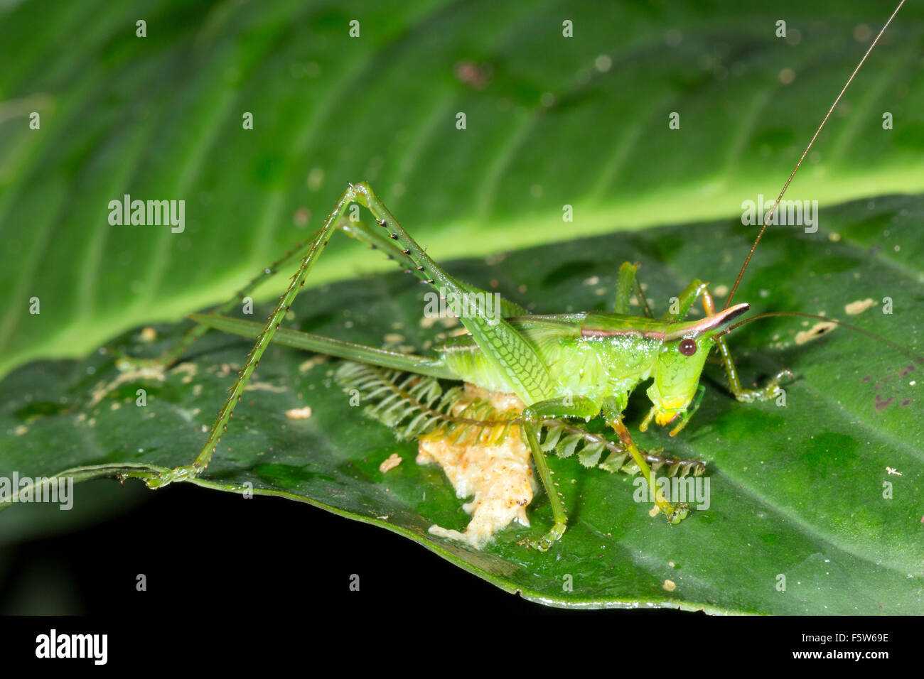 Female conehead katydid with a long ovopositor on a rainforest leaf in