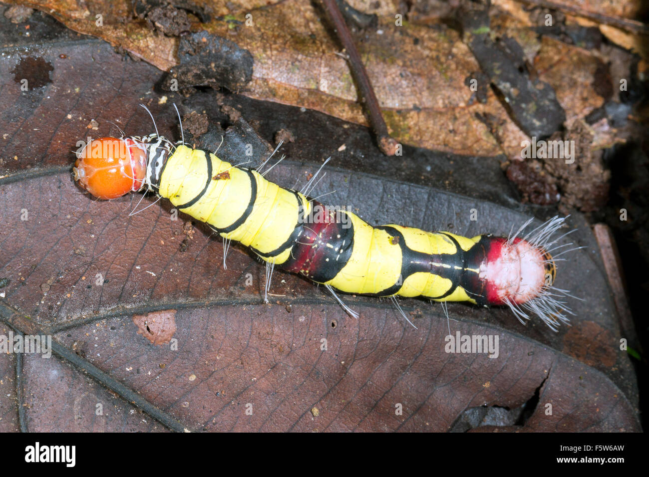 A large brightly coloured caterpillar on the rainforest floor in Ecuador. It has left its food plant and is moving off to pupate Stock Photo