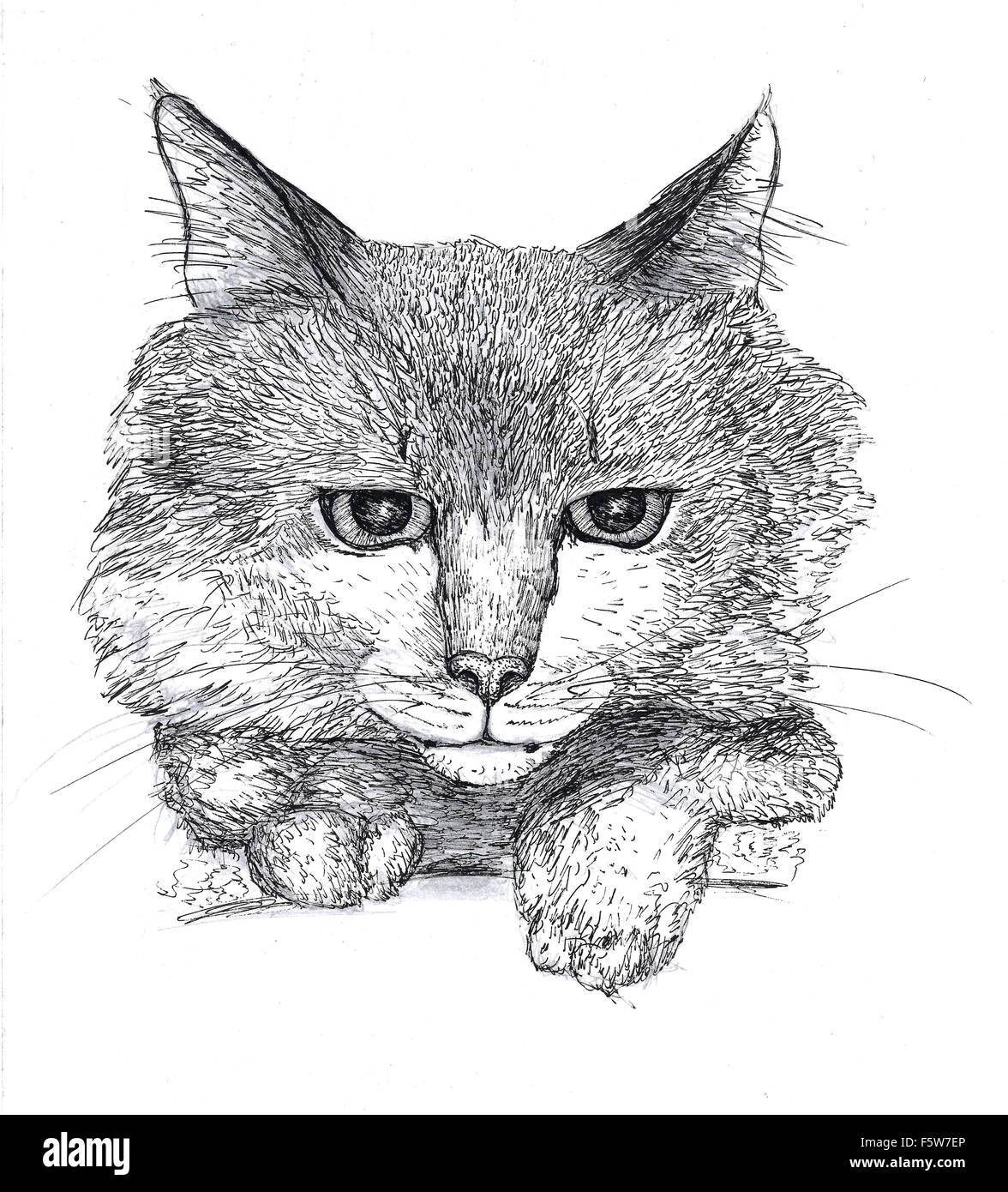 Sketch of a cat Stock Photo