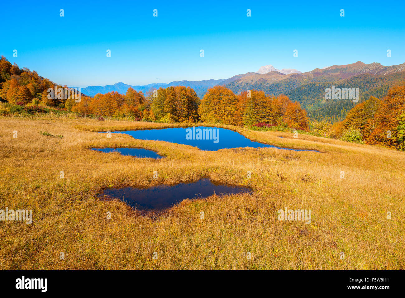Small forest pond hi-res stock photography and images - Alamy