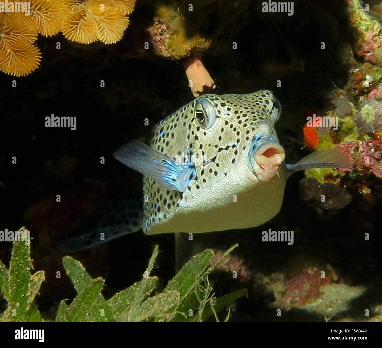 Yellow boxfish (Ostracion cubicus) Stock Photo
