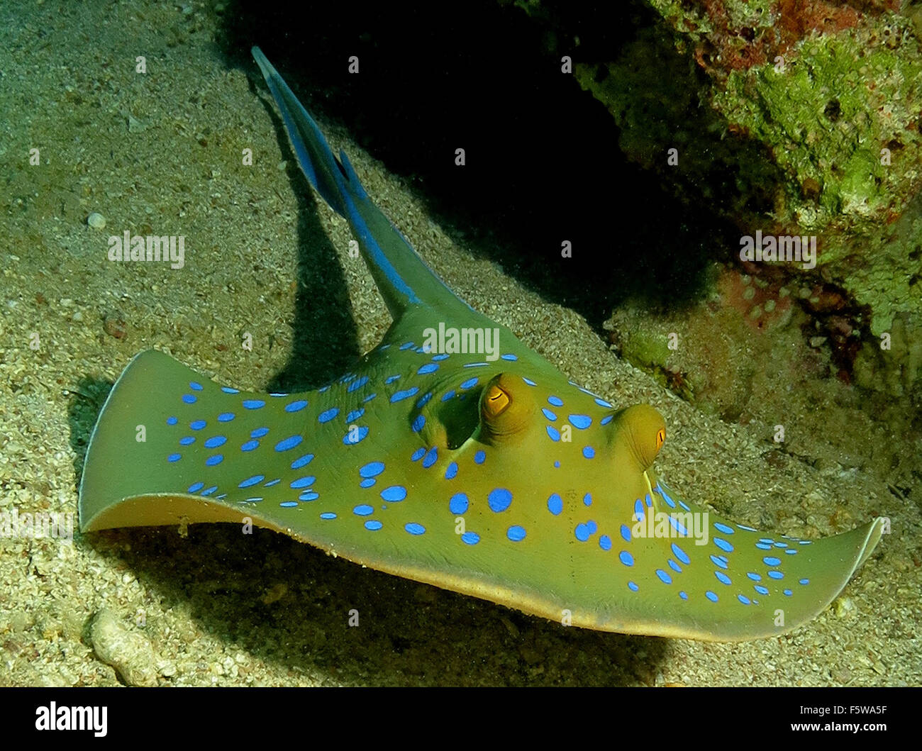 Bluespotted ribbontail ray (Taeniura lymma), a colorful stingray with
