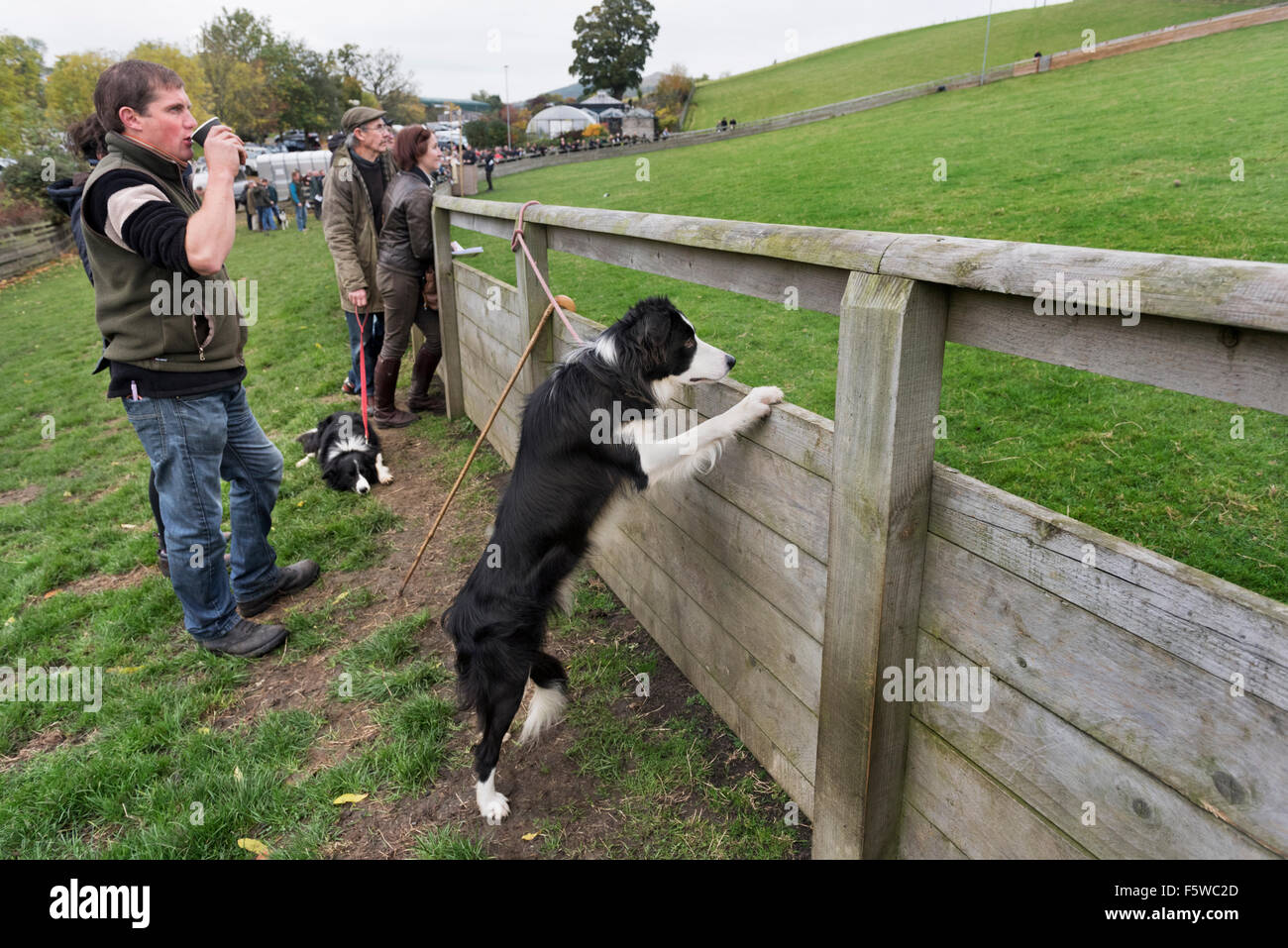 A dog keenly watches sheep being herded at the sheepdog and working dog sale at Skipton Auction Mart, North Yorkshire, UK. Stock Photo